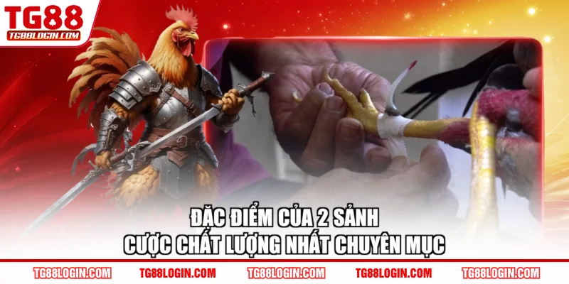 Đặc điểm của 2 sảnh cược chất lượng nhất chuyên mục